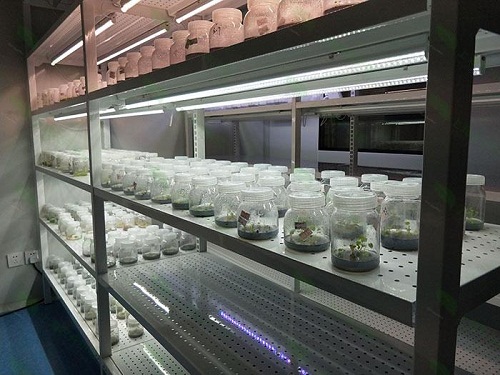 青原植物组织培养实验室设计建设方案